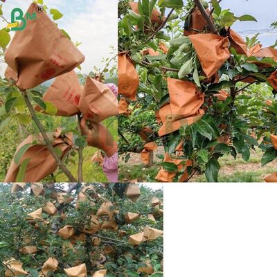 Papel Vermelho Externo para Embalagem de Frutas para Envolver Maçãs, Papel para Ensacamento de Maçãs de 56gsm Não Encerado